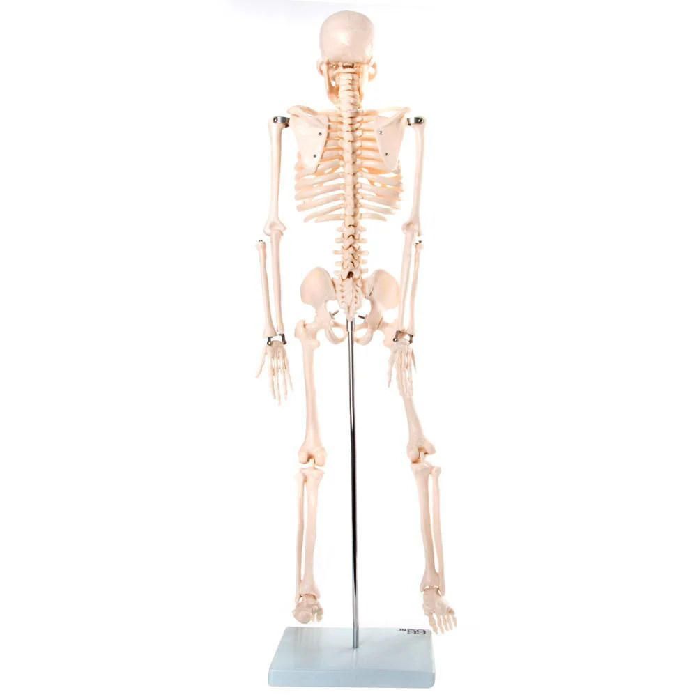 66fit Medium Anatomical Skeleton Model - 85cm - Image 6