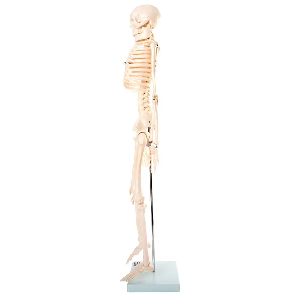 66fit Medium Anatomical Skeleton Model - 85cm - Image 7