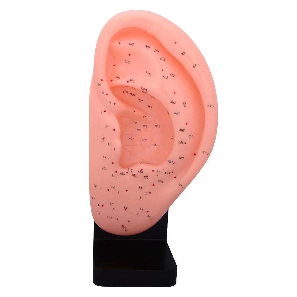 66fit Ear Acupuncture Model - 22cm - Image 2