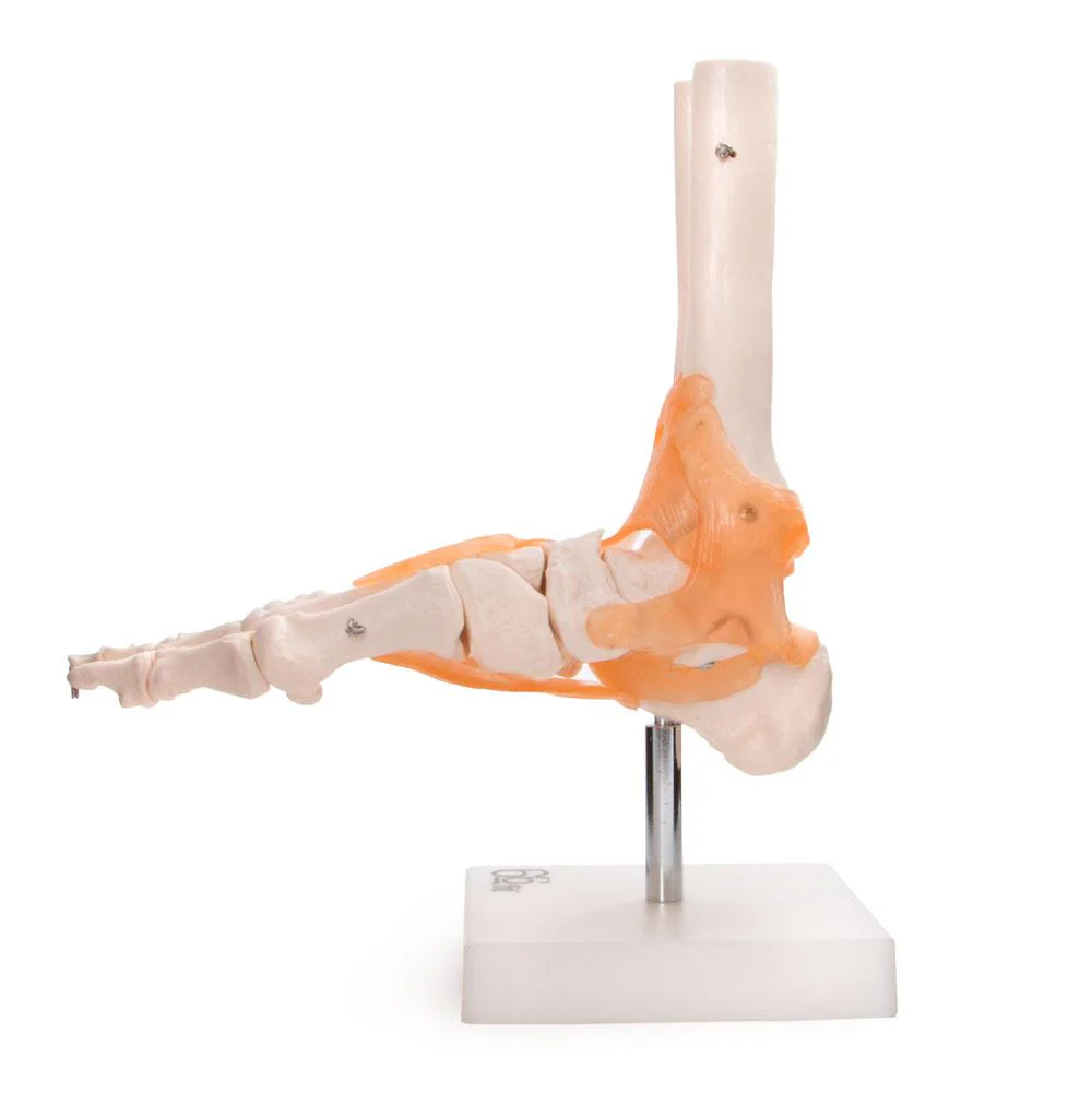 66fit Foot Joint With Ligaments Anatomical Model - Image 3