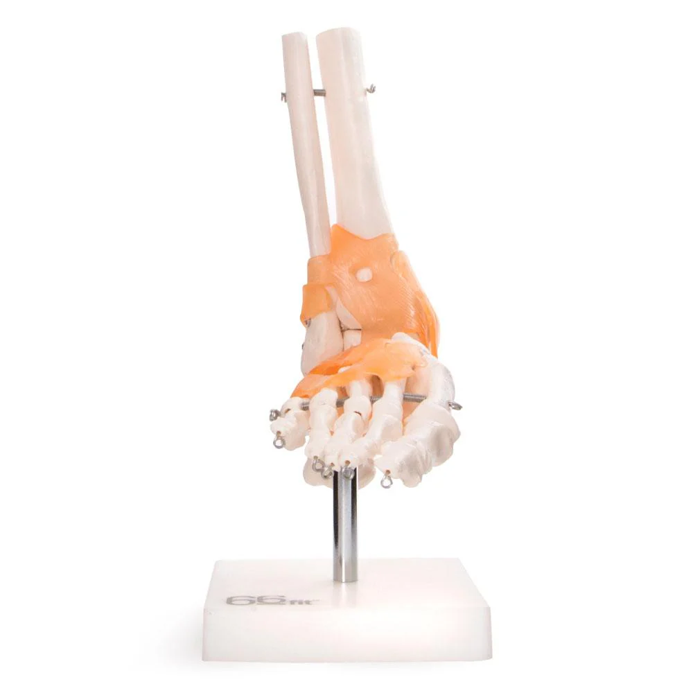 66fit Foot Joint With Ligaments Anatomical Model - Image 4