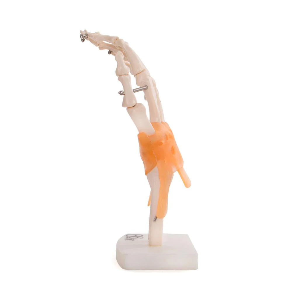 66fit Human Hand Joint With Ligaments Anatomical Model - Image 3