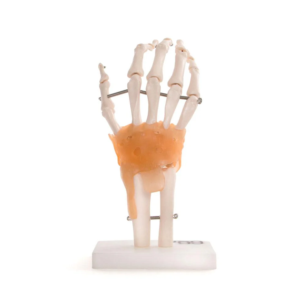 66fit Human Hand Joint With Ligaments Anatomical Model - Image 4