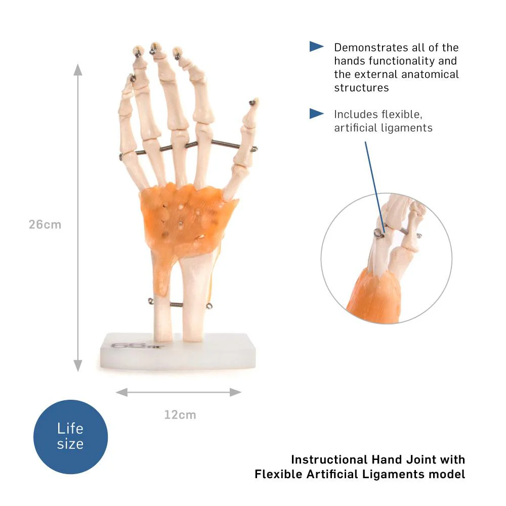 66fit Human Hand Joint With Ligaments Anatomical Model - Image 5
