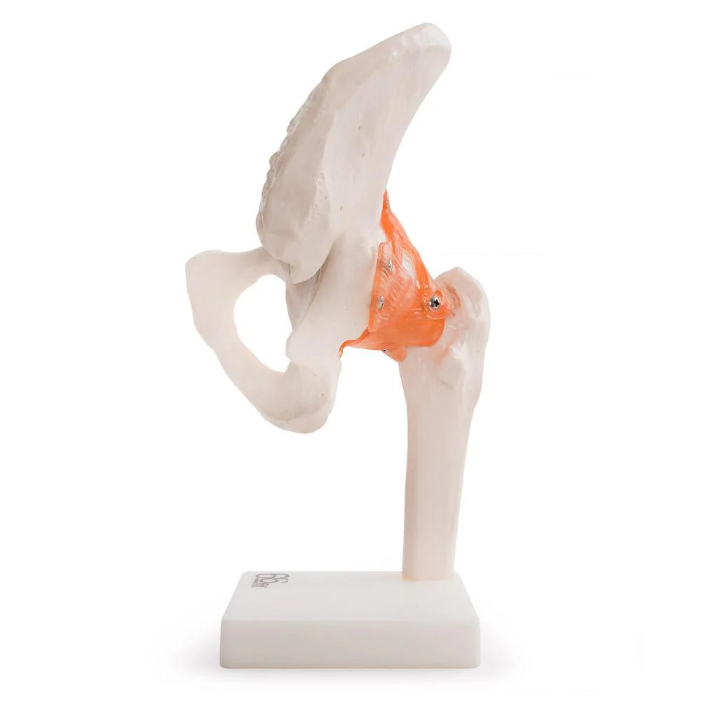 66fit Human Hip Joint Anatomical Model - Image 3