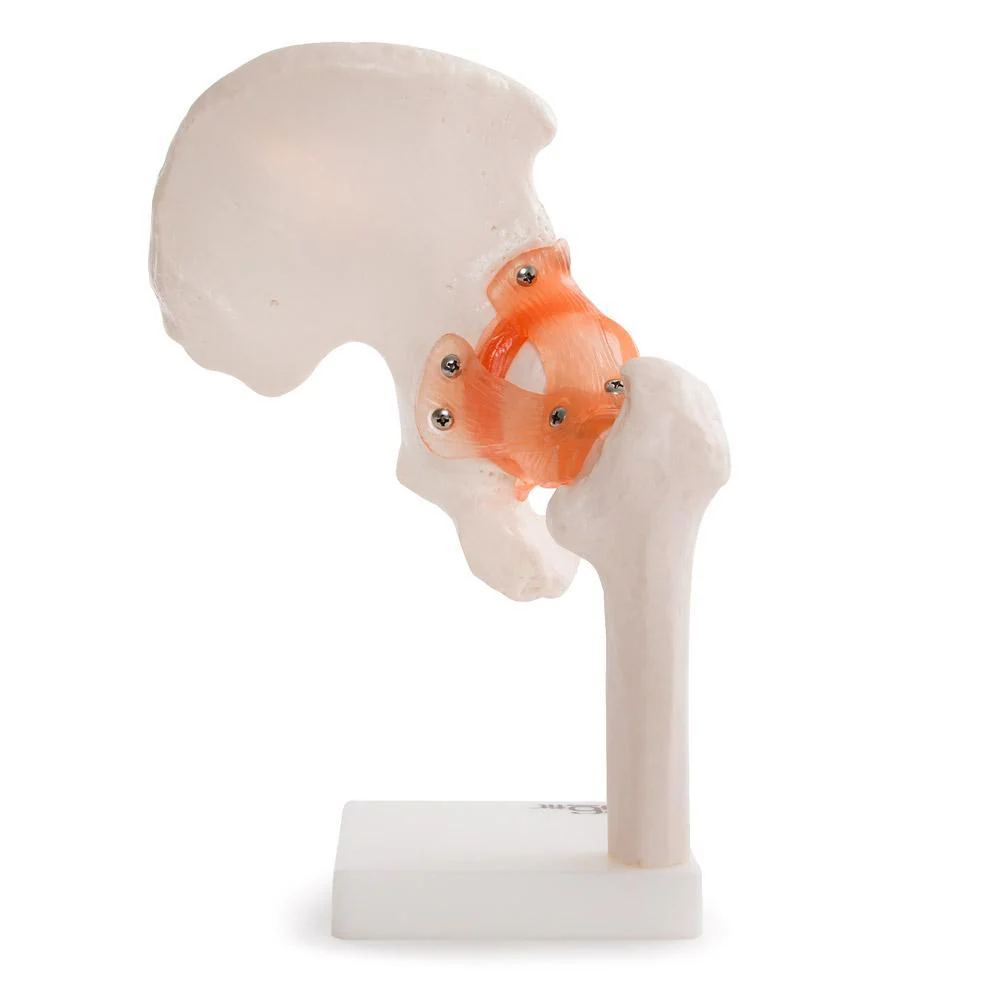 66fit Human Hip Joint Anatomical Model - Image 4
