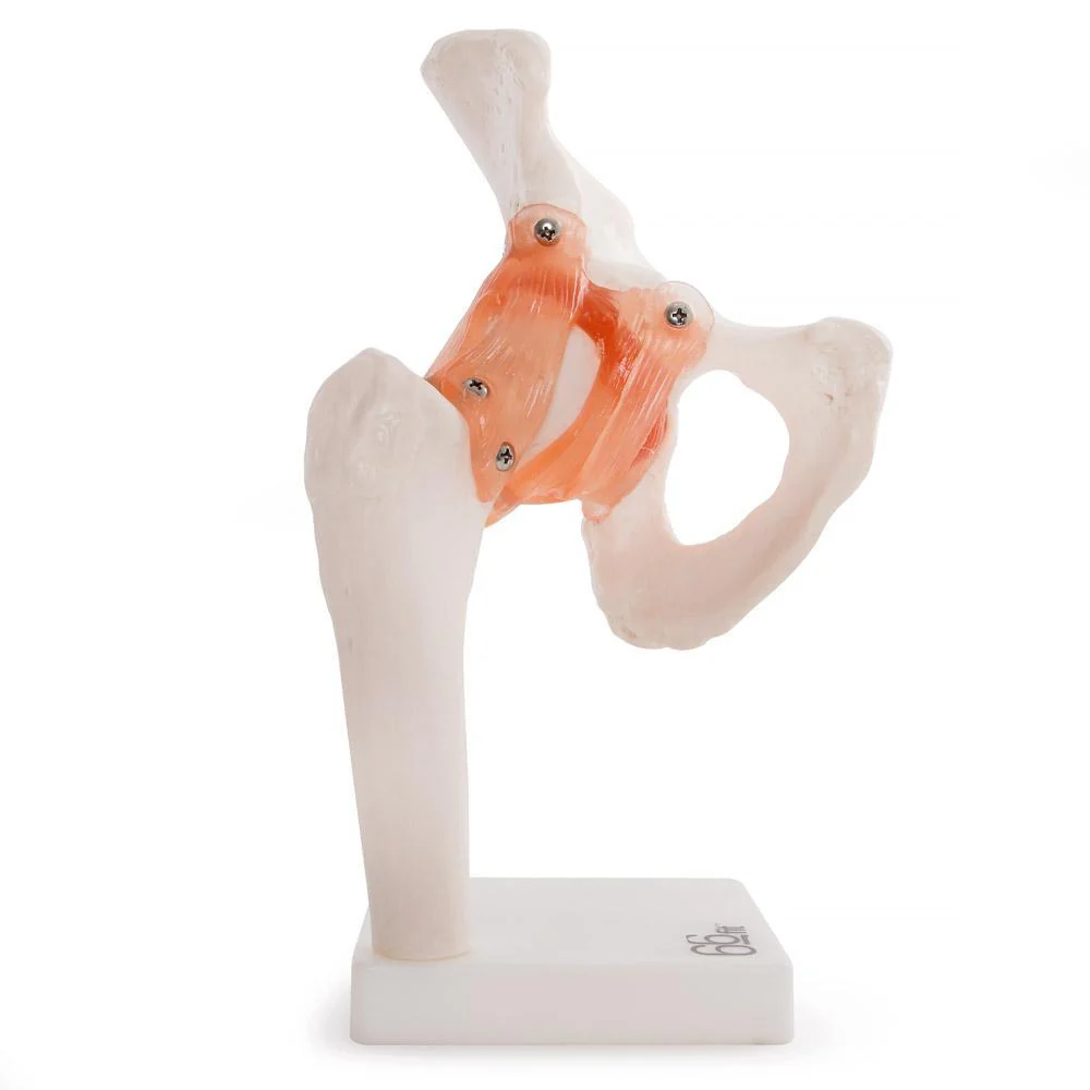 66fit Human Hip Joint Anatomical Model - Image 5