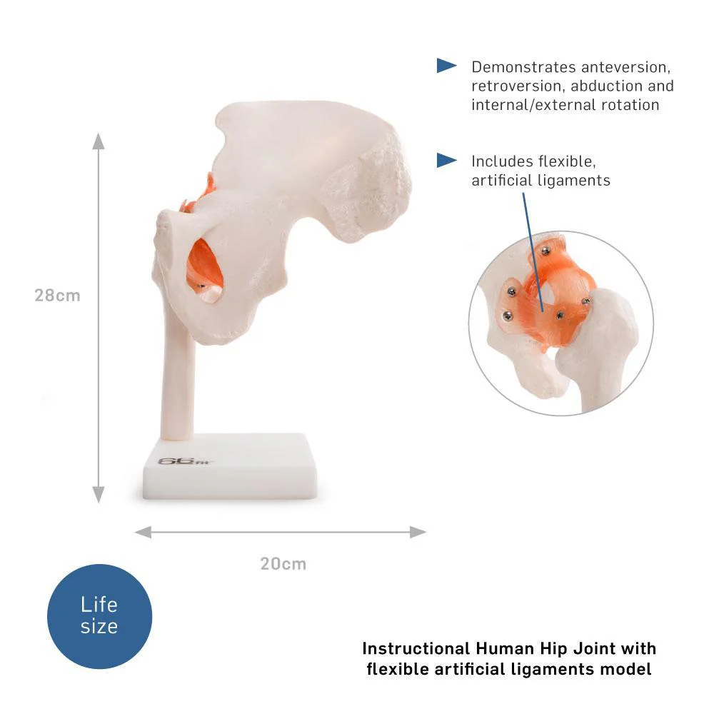 66fit Human Hip Joint Anatomical Model - Image 6