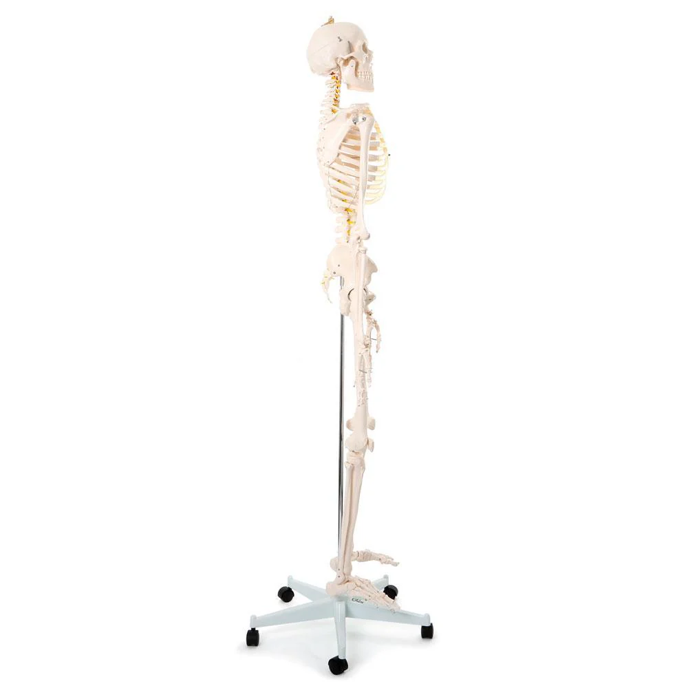 66fit Human Skeleton On Stand - 170cm - Image 2