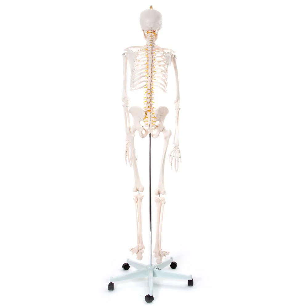 66fit Human Skeleton On Stand - 170cm - Image 3