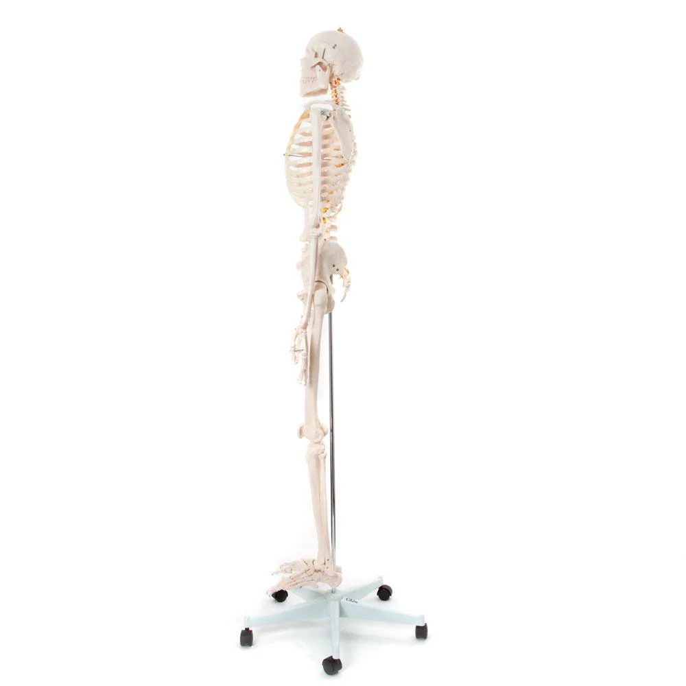 66fit Human Skeleton On Stand - 170cm - Image 4