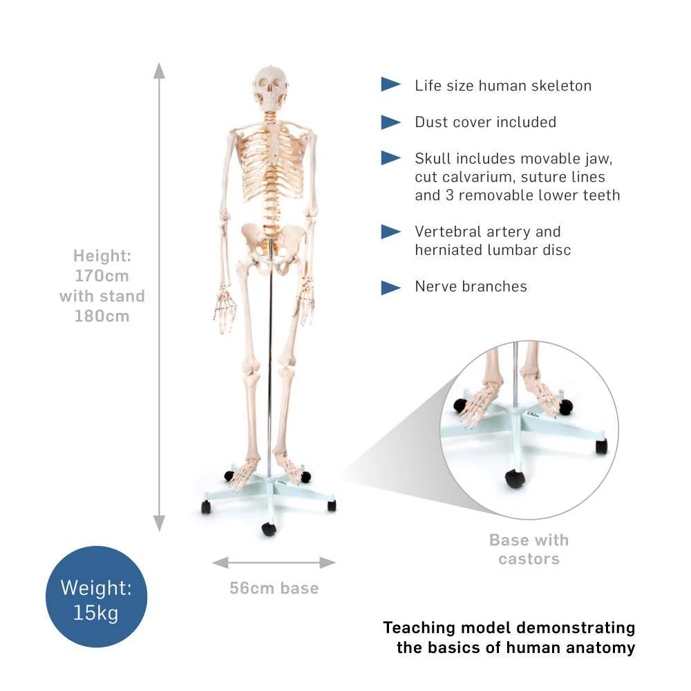 66fit Human Skeleton On Stand - 170cm - Image 5