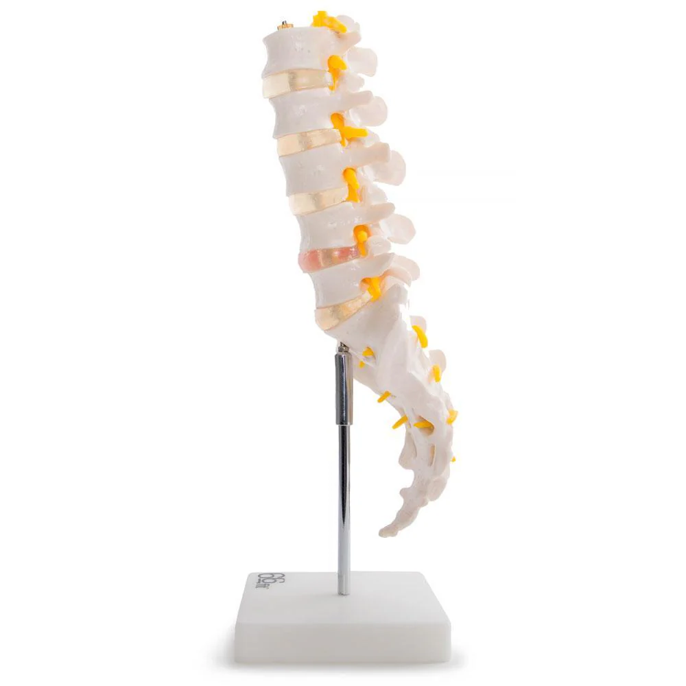 66fit Anatomical Lumbar Vertebrae With Sacrum/Coccyx/Herniated Disc - Image 2
