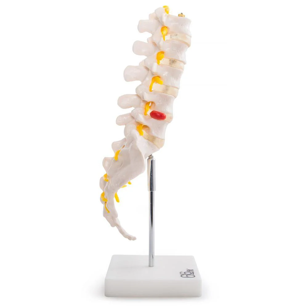 66fit Anatomical Lumbar Vertebrae With Sacrum/Coccyx/Herniated Disc - Image 3