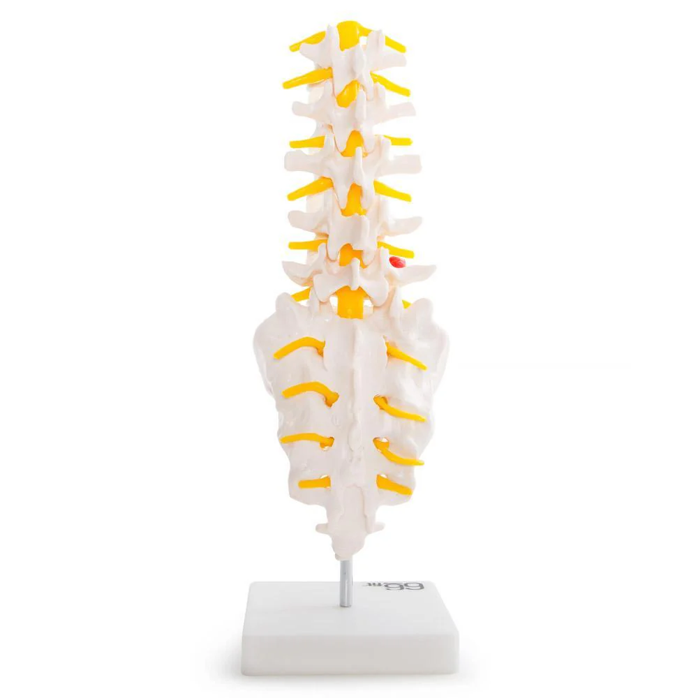66fit Anatomical Lumbar Vertebrae With Sacrum/Coccyx/Herniated Disc - Image 4