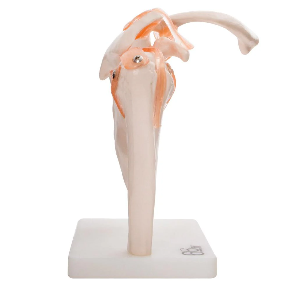 66fit Human Shoulder Joint Anatomical Model - Image 3