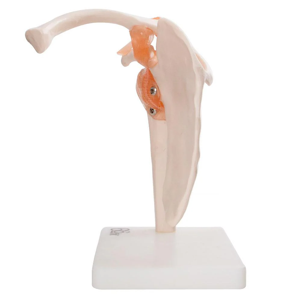 66fit Human Shoulder Joint Anatomical Model - Image 4