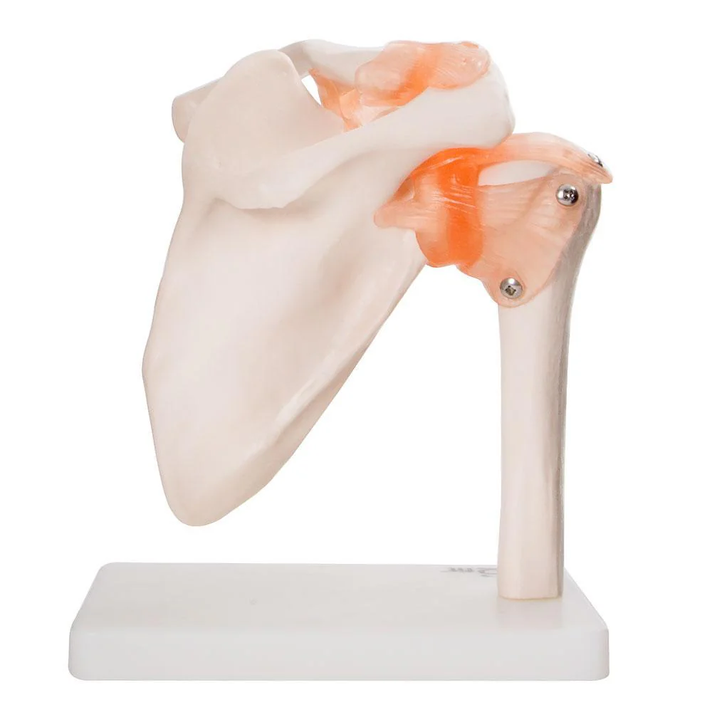 66fit Human Shoulder Joint Anatomical Model - Image 5