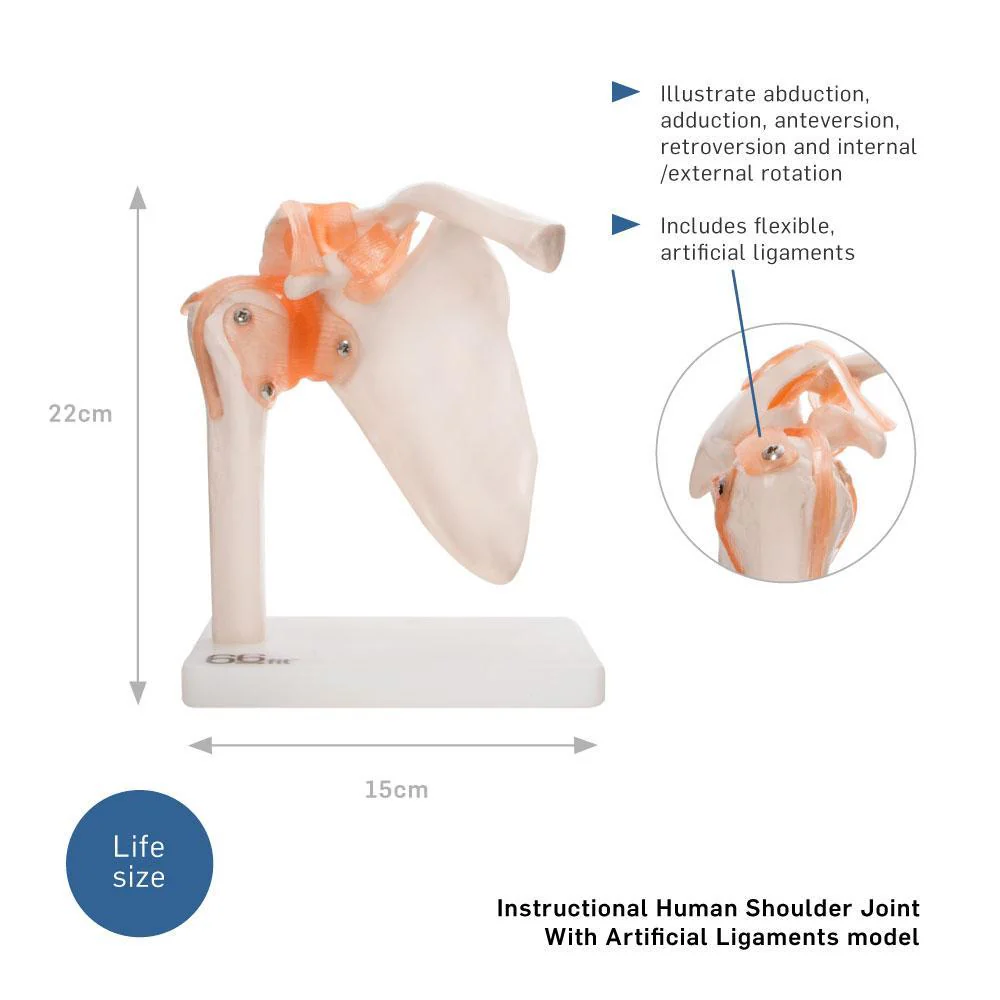 66fit Human Shoulder Joint Anatomical Model - Image 6
