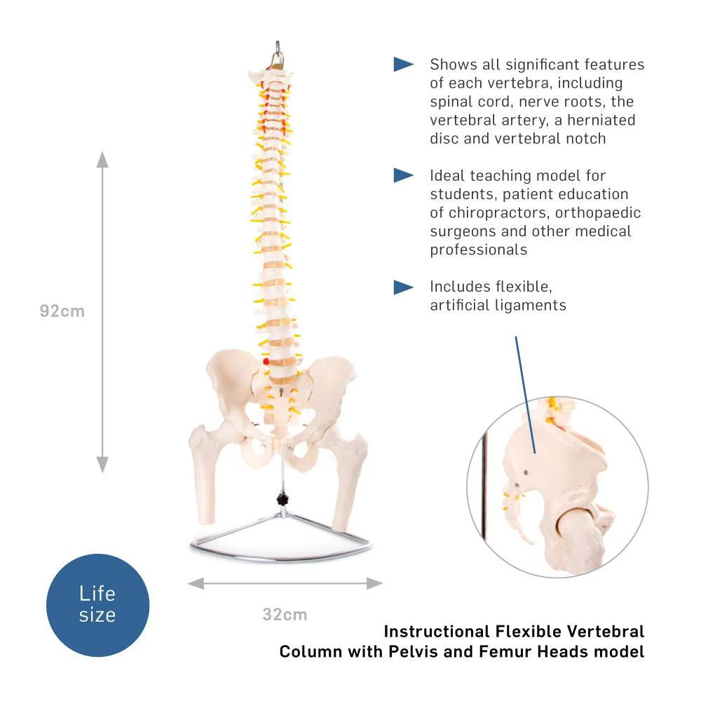 66fit Anatomical Flexible Vertebral Column With Pelvis & Femur Heads - Image 2