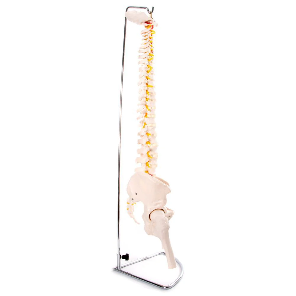 66fit Anatomical Flexible Vertebral Column With Pelvis & Femur Heads - Image 3