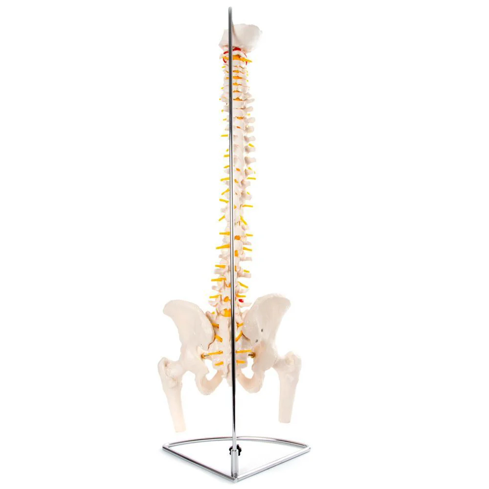 66fit Anatomical Flexible Vertebral Column With Pelvis & Femur Heads - Image 4